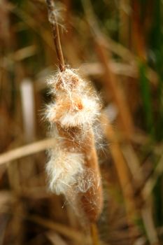 Flower of Thai papyrus (Typha angustifolia)