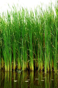 Thai papyrus (Typha angustifolia)