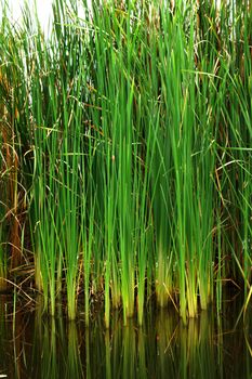 Thai papyrus (Typha angustifolia)