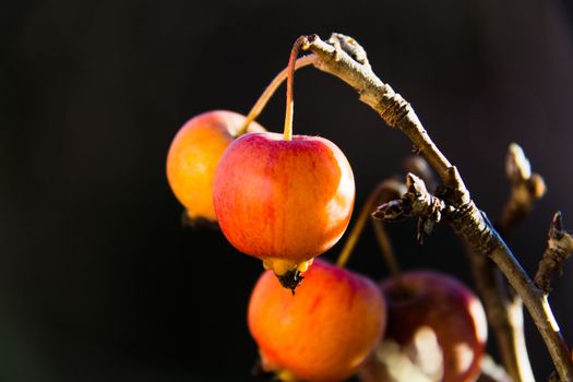 Small red apple of a Bonsai, attached to the branch