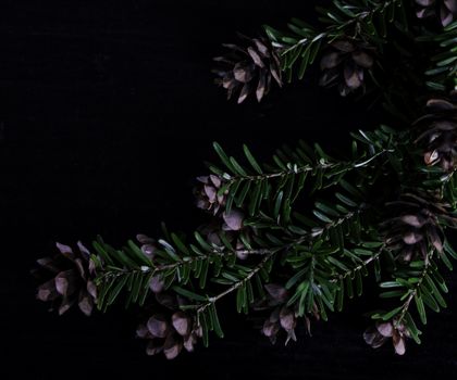 Pine bough with pine cones on black wood background