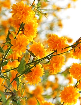 Branches of beautiful yellow flowers in spring