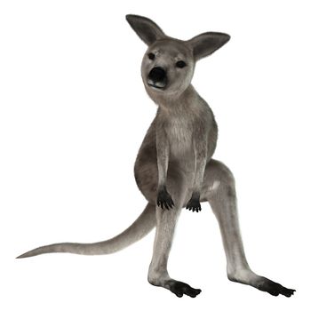 3D digital render of a grey baby kangaroo isolated on white background