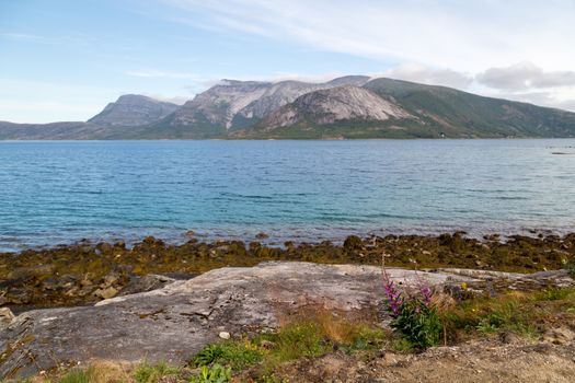 Picture of a fjord in norway, with some stones and a plant in front