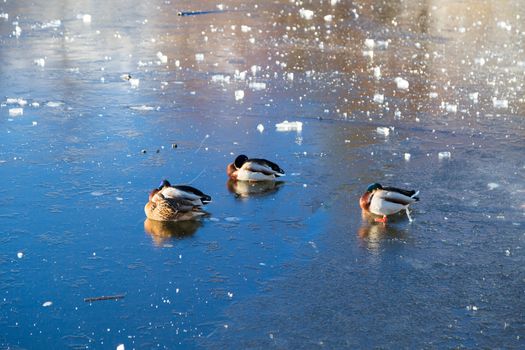 Ducks relaxing on a frozen lake