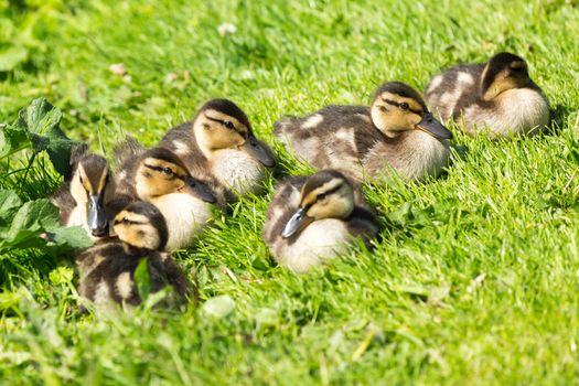 Picture of a group of small duck childs