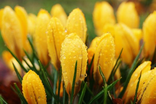 A close-up image of Yellow Spring Crocus flowers.