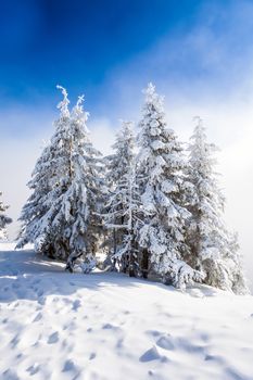 Pine trees covered in snow on winter season in Poiana Brasov, Romania