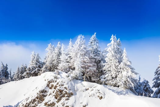 Pine trees covered in snow on winter season in Poiana Brasov, Romania