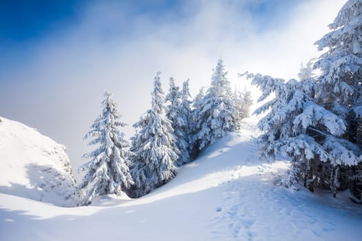 Pine trees covered in snow on winter season in Poiana Brasov, Romania