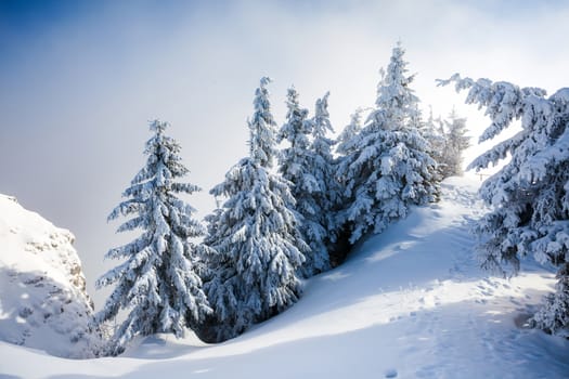Pine trees covered in snow on winter season in Poiana Brasov, Romania