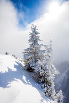 Pine trees covered in snow on winter season in Poiana Brasov, Romania