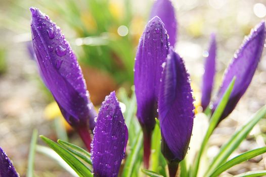 A close-up image of purple Spring Crocus flowers.