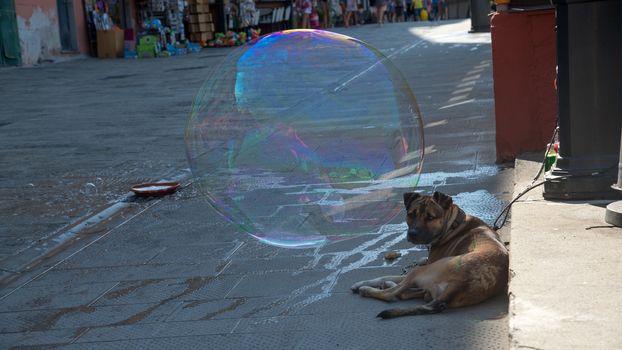 dog faithful companion of street artist