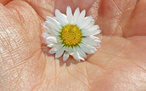 Daisy in hand