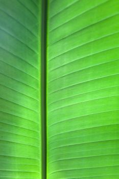 Close up texture of a tropical green leaf as a background.