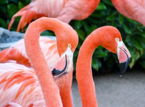 Two Flamingos Heads