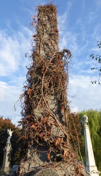 Tall tombstone covered with ivy