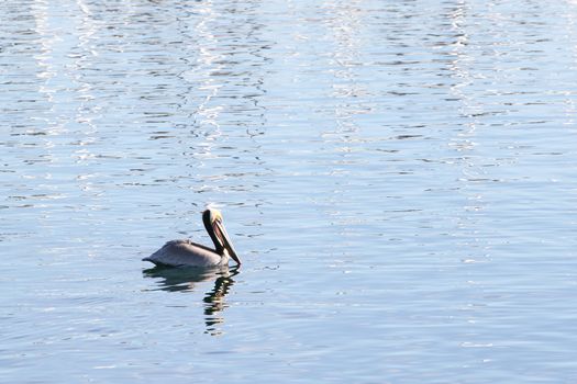 Beautiful swimming pelican in ocean water with reflections.