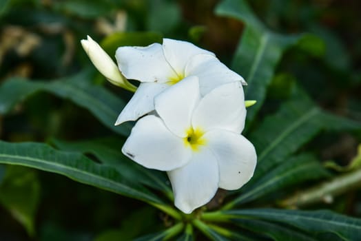 Frangipani flower