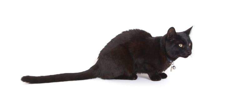 Black cat lying isolated on white background