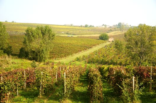 Harvest in October Oltrepo Pavese