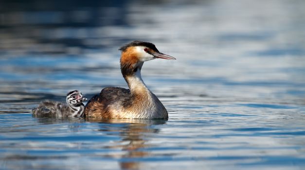 Crested grebe duck, podiceps cristatus, and baby floating on water lake