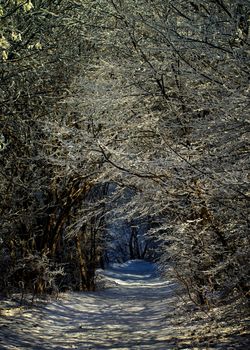 Winter Road through Snowy Trees Alley in Frosty Day Outdoors