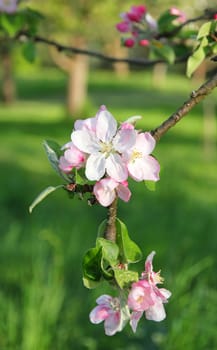 Apple blossoms in spring can use as background 