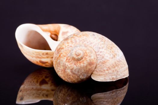 sea shells on black background