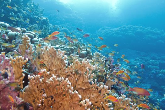 coral reef with great yellow fire coral and fishes at the bottom of tropical sea