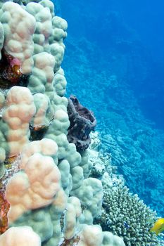 coral reef with sea sponge and hard corals at the bottom of tropicxal sea - underwater life