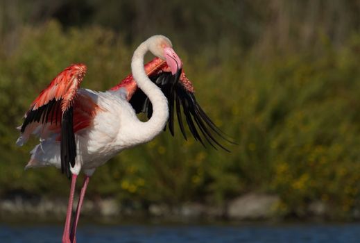 Greater flamingo, phoenicopterus roseus, opening wings in Camargue, France