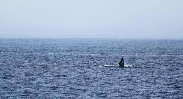 Gray whale swimming in the ocean near Ventura California with its fin up.