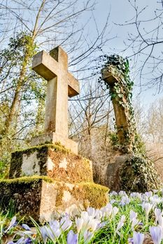 springtime crocus flowers bringing color to a graveyard