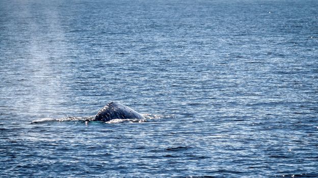 Gray whale swimming in the ocean near Ventura California.