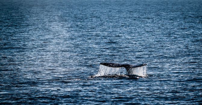 Gray whale watching in the Channel Islands near Ventura.