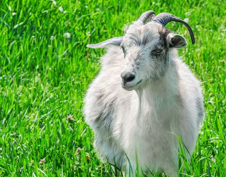 Portrait of a goat on a green meadow.