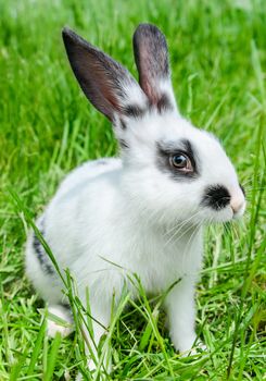 Rabbit sitting in grass, smiling at camera