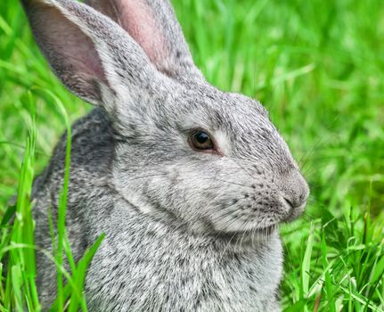 Rabbit sitting in grass, smiling at camera