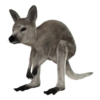 3D digital render of a grey baby kangaroo isolated on white background