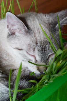 kitten sleeping in grass