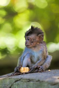 Long-tailed Macaque Monkey in the Monkey forest in Bali