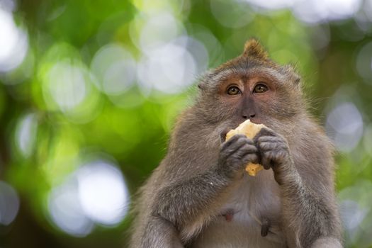 Long-tailed Macaque Monkey in the Monkey forest in Bali