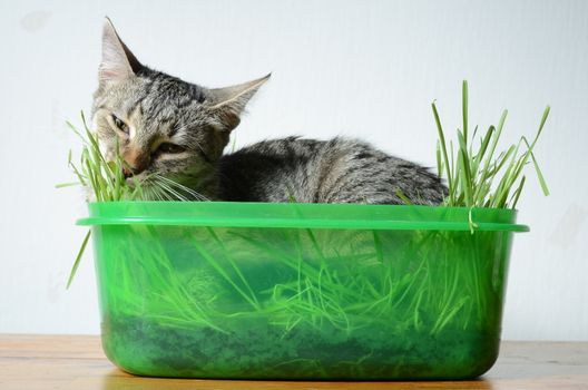kitten eating  grass