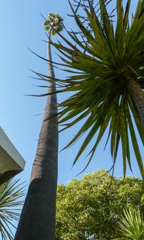 Palms at sunny coast of California