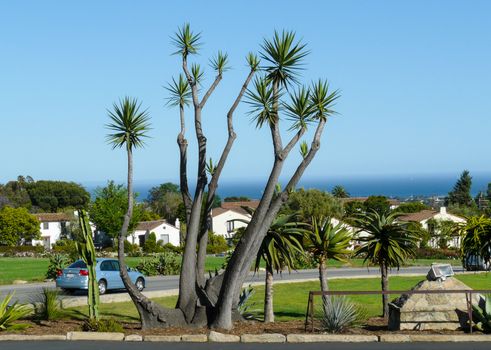 Palm tree at the Pacific seashore