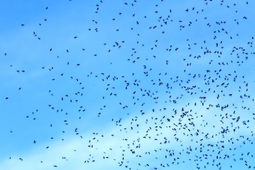 Stingless bees flying over blue sky