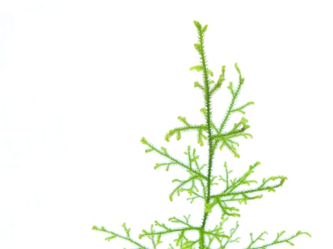 Lycopodium Clavatum on white