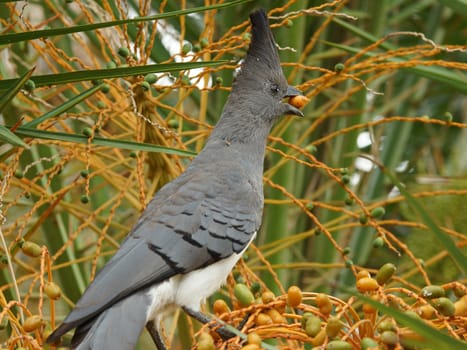 White-bellied Go-away-bird, Ethiopia, Africa